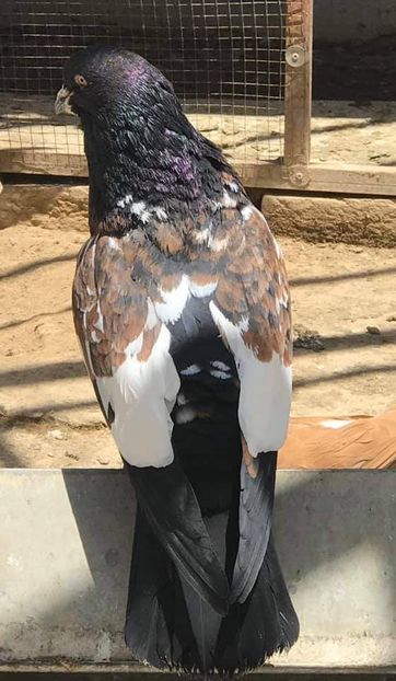  - NU IMI APARTIN ALBUM NR 2