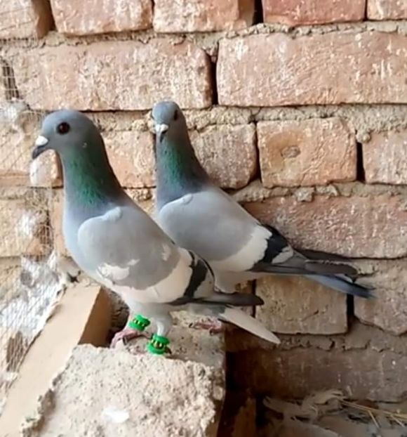  - NU IMI APARTIN ALBUM NR 2