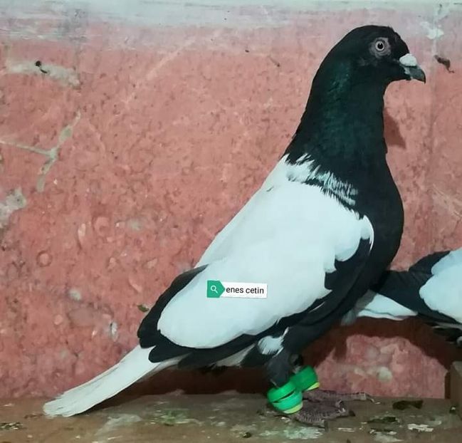  - NU IMI APARTIN ALBUM NR 2