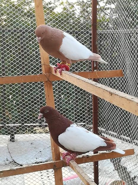  - NU IMI APARTIN ALBUM NR 2