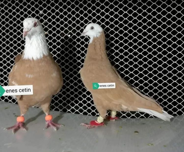  - NU IMI APARTIN ALBUM NR 2