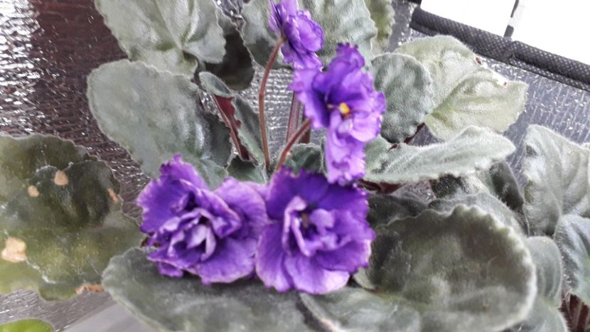  - ZZ Lyons Plum Puding