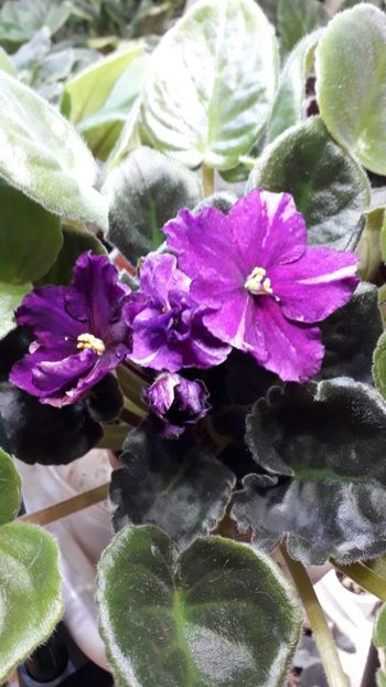  - Rebel s Flaming Star