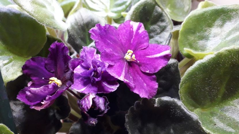  - Rebel s Flaming Star