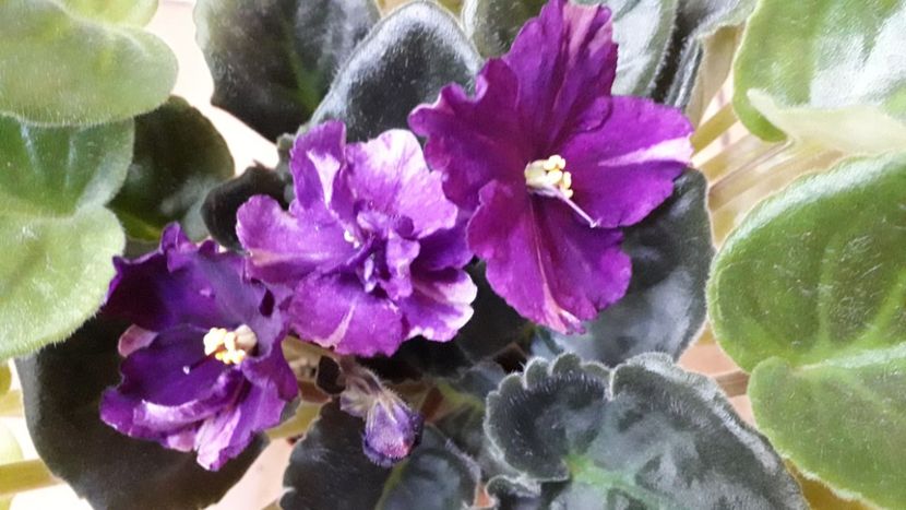  - Rebel s Flaming Star