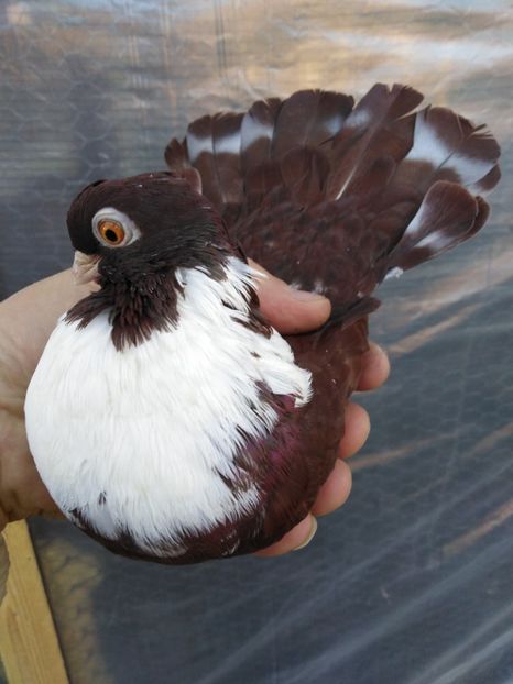  - Castani de Craiova