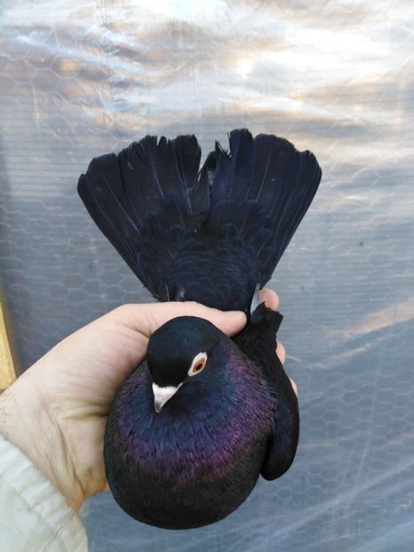  - Negru trenat de București