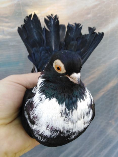  - Negru trenat de București