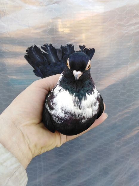  - Negru trenat de București