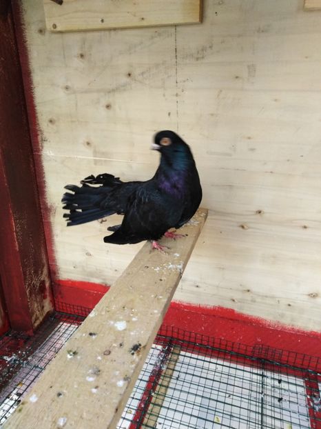  - Negru trenat de București