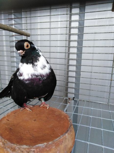  - Negru trenat de București