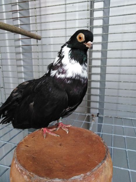  - Negru trenat de București