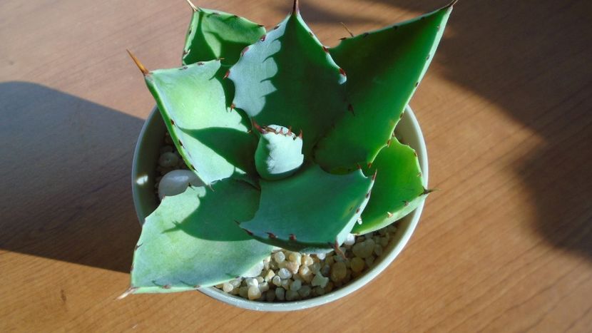 Agave seemanniana - Agave - Yucca si Dracaena 2020