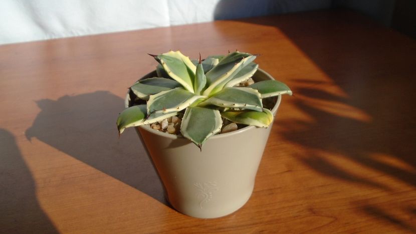 Agave applanata cv. Cream Spike - Agave - Yucca si Dracaena 2020