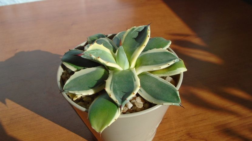 Agave applanata cv. Cream Spike - Agave - Yucca si Dracaena 2020