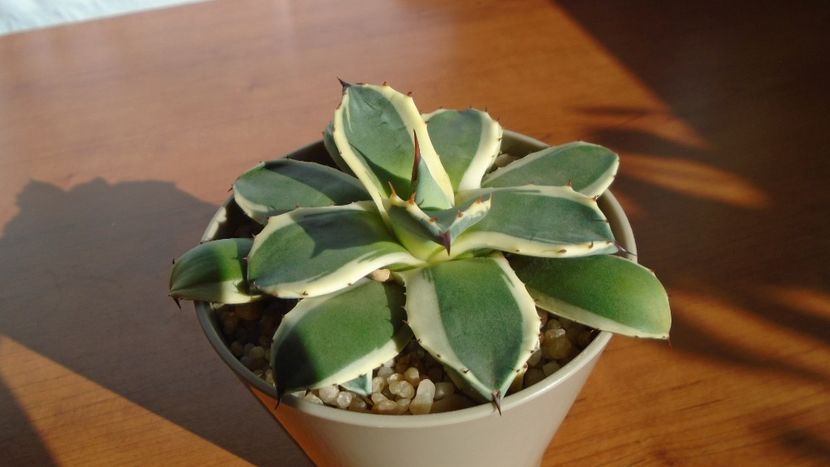 Agave applanata cv. Cream Spike - Agave - Yucca si Dracaena 2020