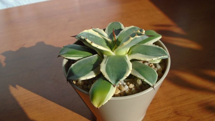 Agave applanata cv. Cream Spike - Agave - Yucca si Dracaena 2020