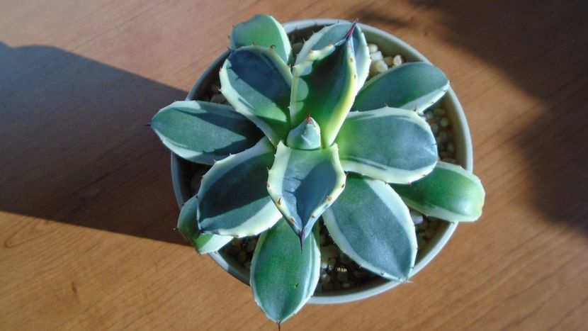 Agave applanata cv. Cream Spike - Agave - Yucca si Dracaena 2020