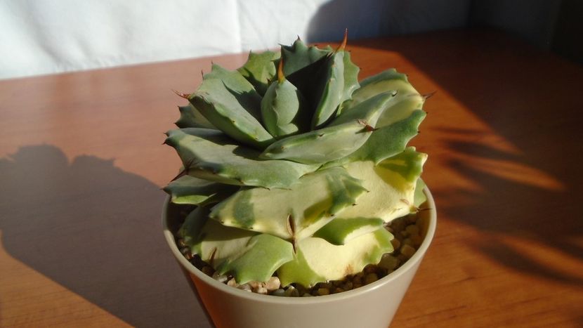 Agave isthmensis cv. Orhi Razin Shirifukurin - Agave - Yucca si Dracaena 2020