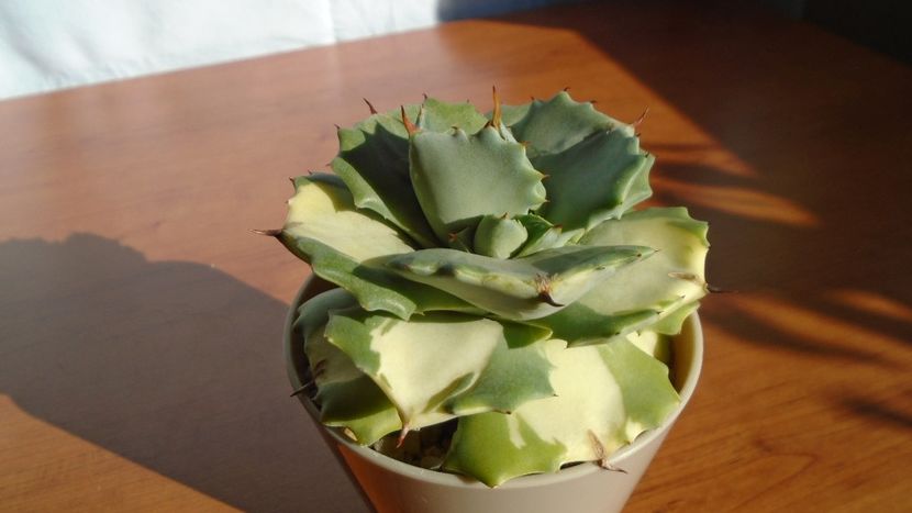Agave isthmensis cv. Orhi Razin Shirifukurin - Agave - Yucca si Dracaena 2020