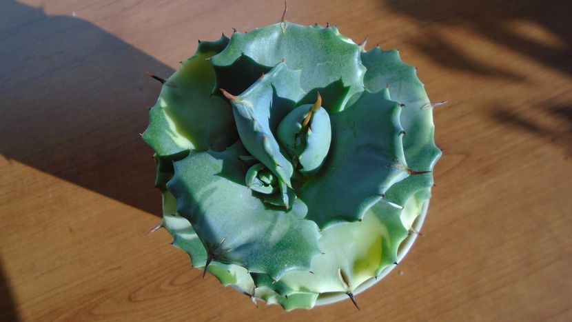 Agave isthmensis cv. Orhi Razin Shirifukurin - Agave - Yucca si Dracaena 2020