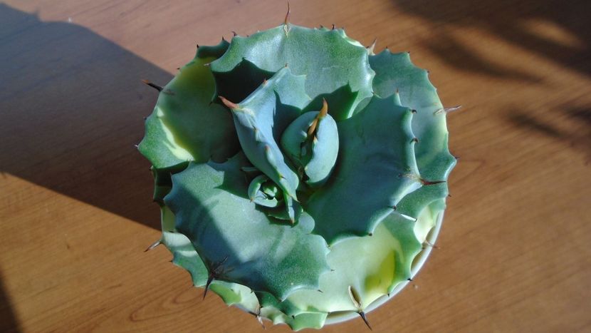 Agave isthmensis cv. Orhi Razin Shirifukurin - Agave - Yucca si Dracaena 2020