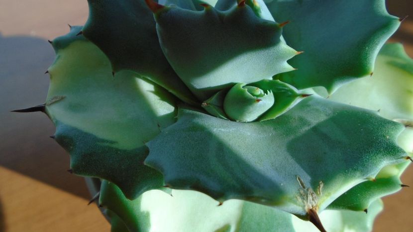 Agave isthmensis cv. Orhi Razin Shirifukurin - Agave - Yucca si Dracaena 2020