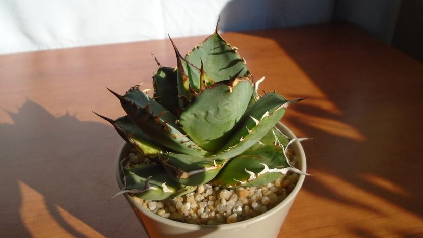 Agave titanota f. aureomarginata - Agave - Yucca si Dracaena 2020