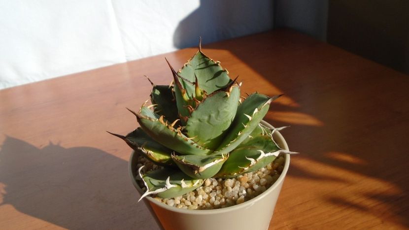 Agave titanota f. aureomarginata - Agave - Yucca si Dracaena 2020
