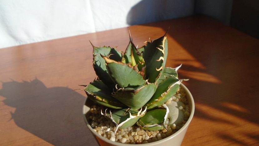 Agave titanota f. aureomarginata - Agave - Yucca si Dracaena 2020