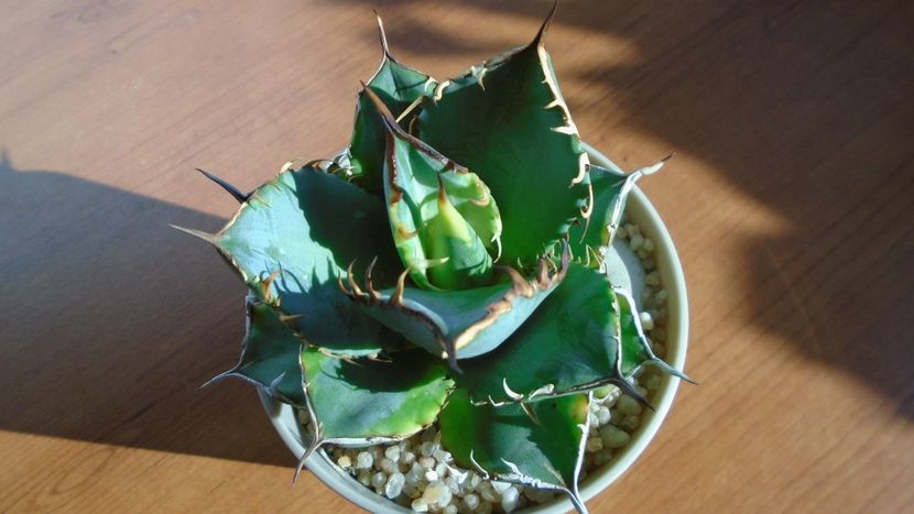 Agave titanota f. aureomarginata - Agave - Yucca si Dracaena 2020