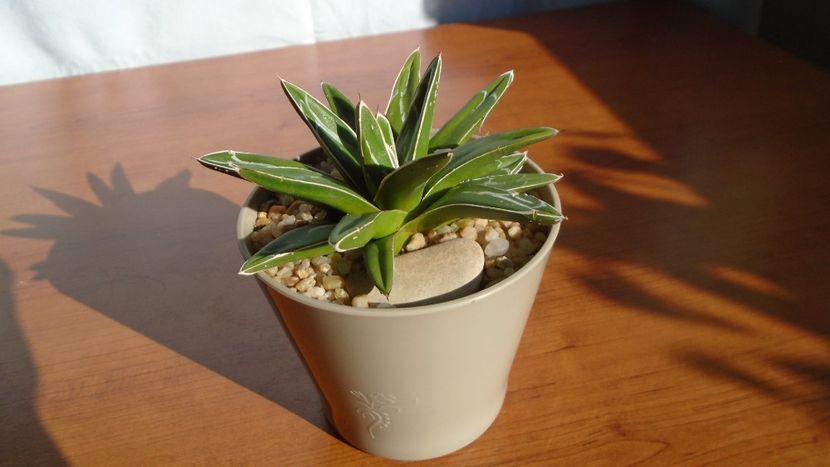 Agave victoriae-reginae - Agave - Yucca si Dracaena 2020