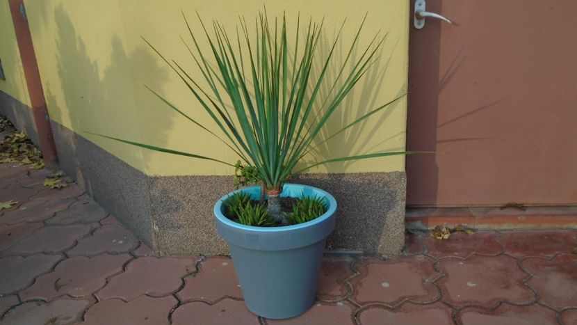 Yucca rostrata - Agave - Yucca si Dracaena 2020