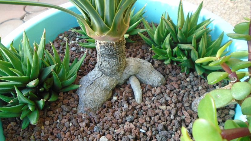 Yucca rostrata, detaliu - Agave - Yucca si Dracaena 2020