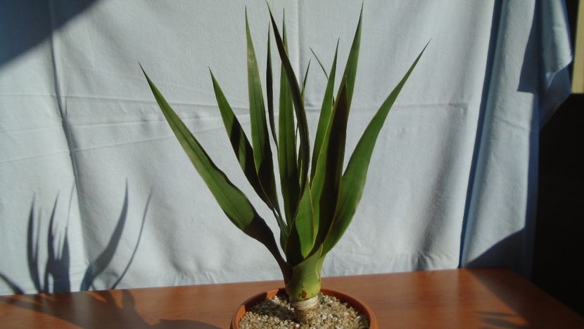 Dracaena draco (Insulele Canare) - Agave - Yucca si Dracaena 2020
