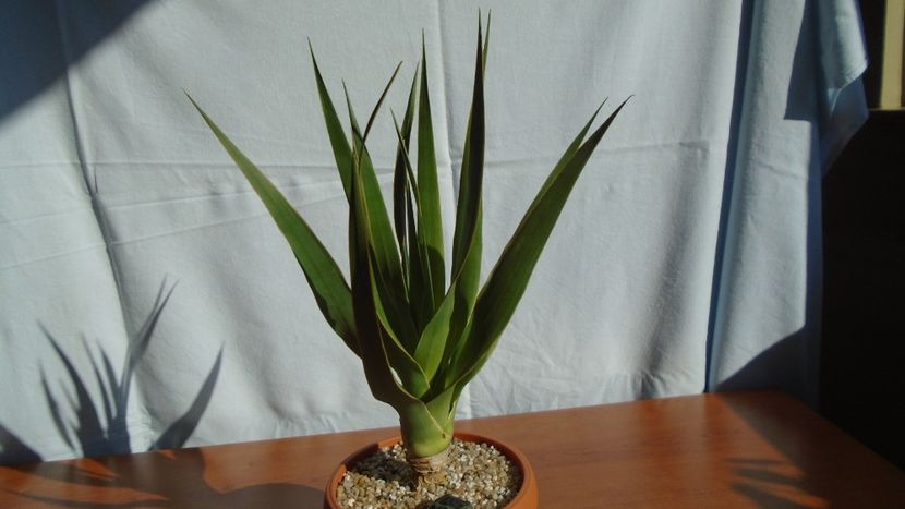 Dracaena draco (Insulele Canare) - Agave - Yucca si Dracaena 2020