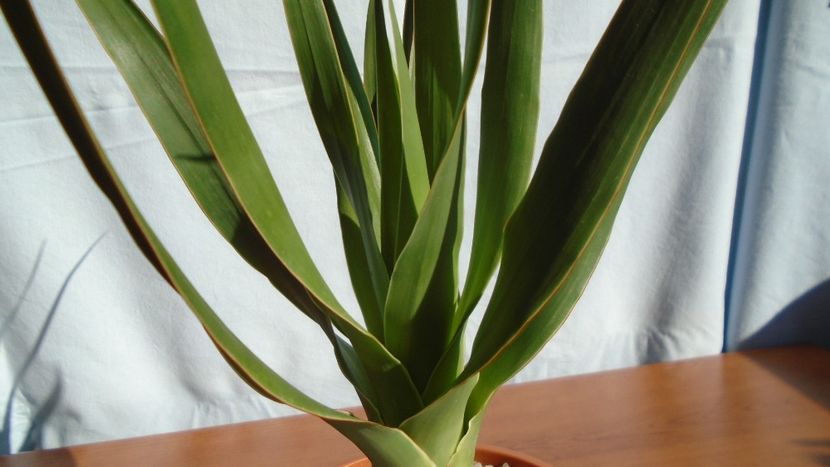 Dracaena draco (Insulele Canare) - Agave - Yucca si Dracaena 2020