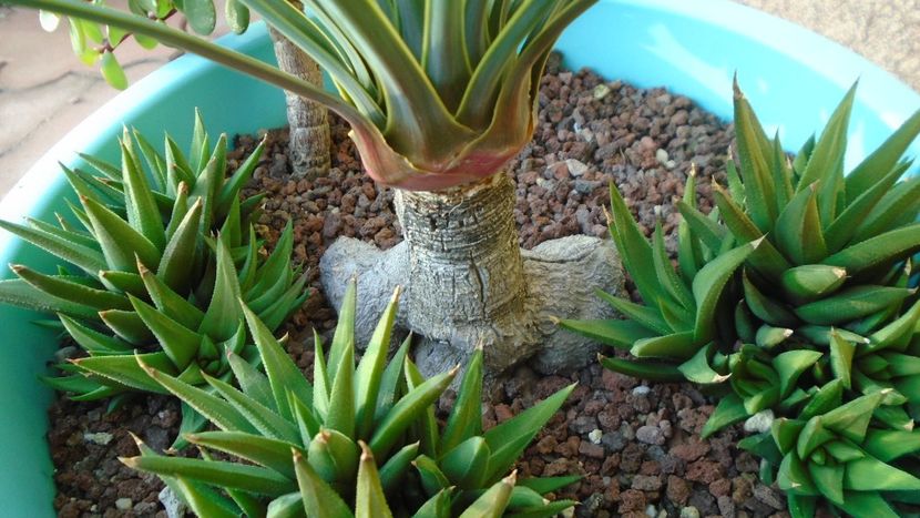 Yucca rostrata, detaliu - Agave - Yucca si Dracaena 2020