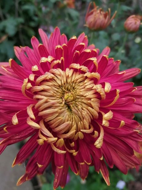  - Crizanteme si tufanele