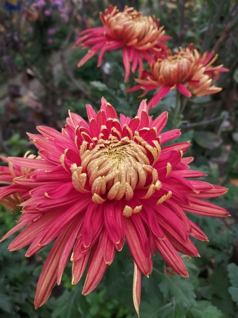  - Crizanteme si tufanele