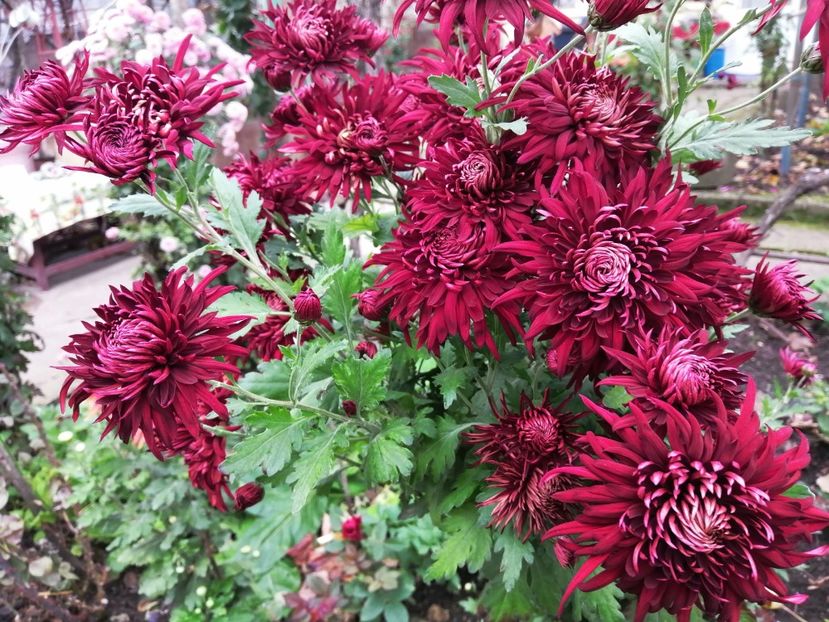  - Crizanteme si tufanele