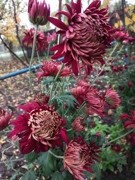  - Crizanteme si tufanele