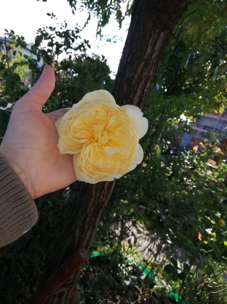  - Gradina octombrie 2020