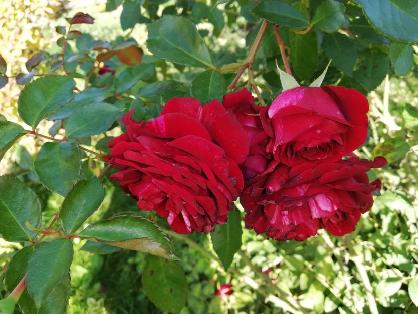  - Gradina octombrie 2020