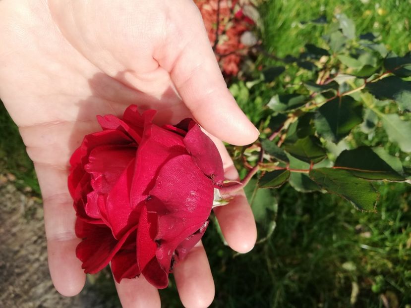  - Gradina octombrie 2020