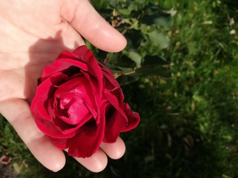  - Gradina octombrie 2020