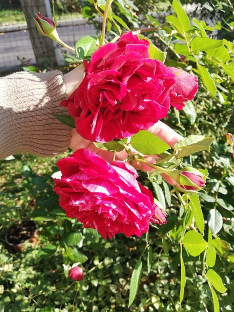  - Gradina octombrie 2020