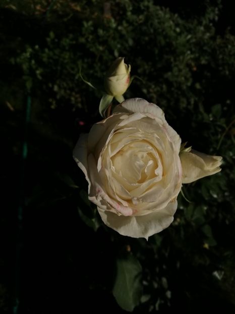  - Gradina octombrie 2020