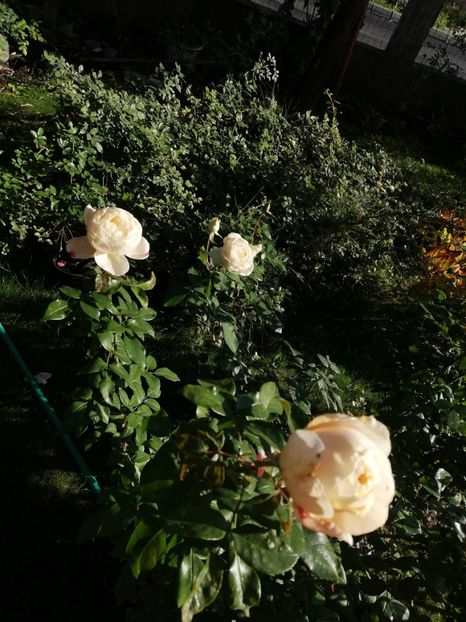  - Gradina octombrie 2020