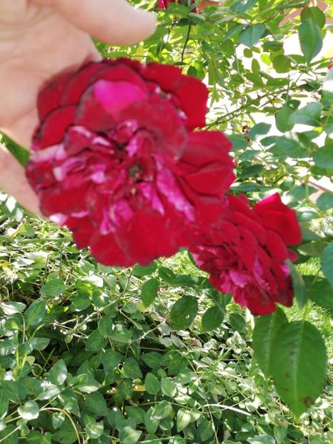  - Gradina octombrie 2020